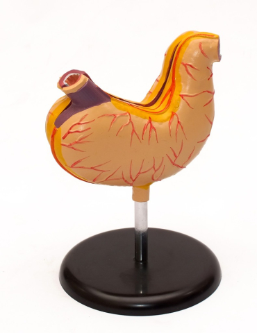 Modele Anatomie - Stomacul