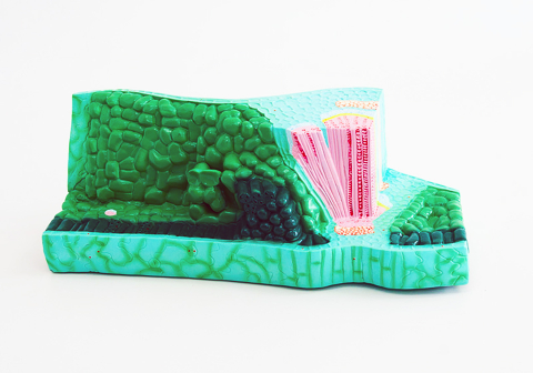 Structura frunzei – model 3D, 33 × 11 × 16 cm