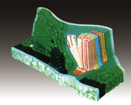 Modele Botanica - Structura frunzei