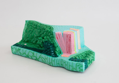 Structura frunzei – model 3D, 33 × 11 × 16 cm [1]