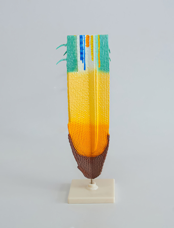Modele Botanica - Structura varfului de radacina