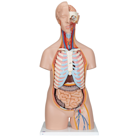 Modele Anatomie - Tors uman Classic - 16 parti