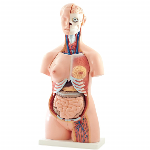 Modele Anatomie - Trunchi uman pentru copii, Plastic, 12 ani+, 40 piese, Multicolor
