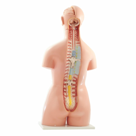 Trunchi uman pentru copii, Plastic, 12 ani+, 40 piese, Multicolor [3]