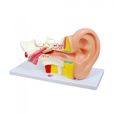 Modele Anatomie - Ureche umana, Tickit, Multicolor