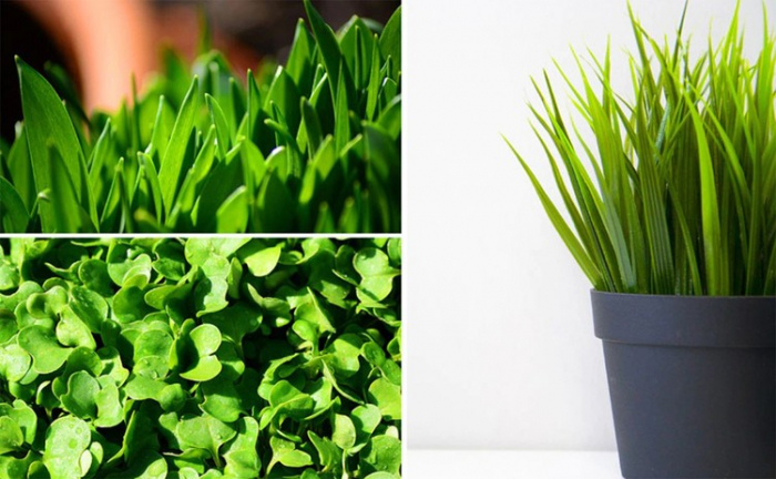Lampă cu 200 LED-uri pentru creșterea plantelor [22]