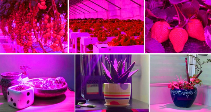 Lampă cu 200 LED-uri pentru creșterea plantelor [18]