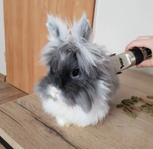 Mașină de tuns câini, animale de companie – set Purlov [8]