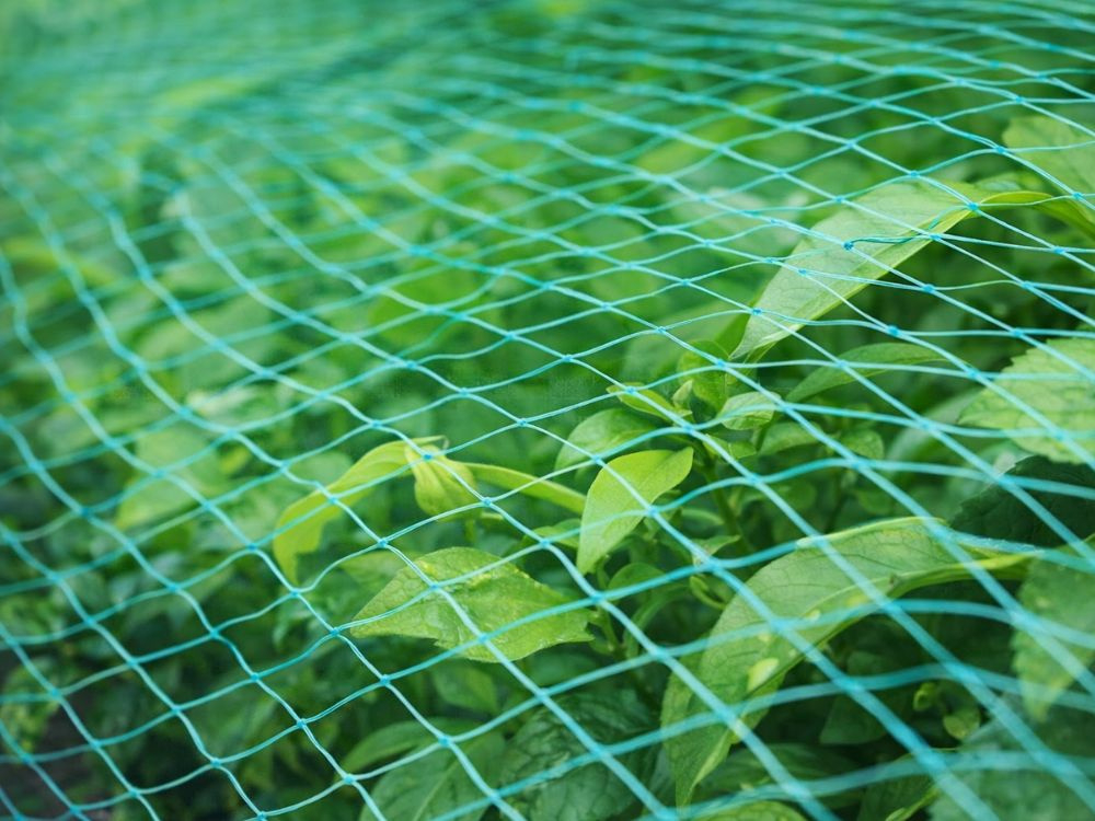 Plasă pentru păsări – plasă de protecție 2x10m pentru grădini, copaci și pomi fructiferi – rezistentă [9]