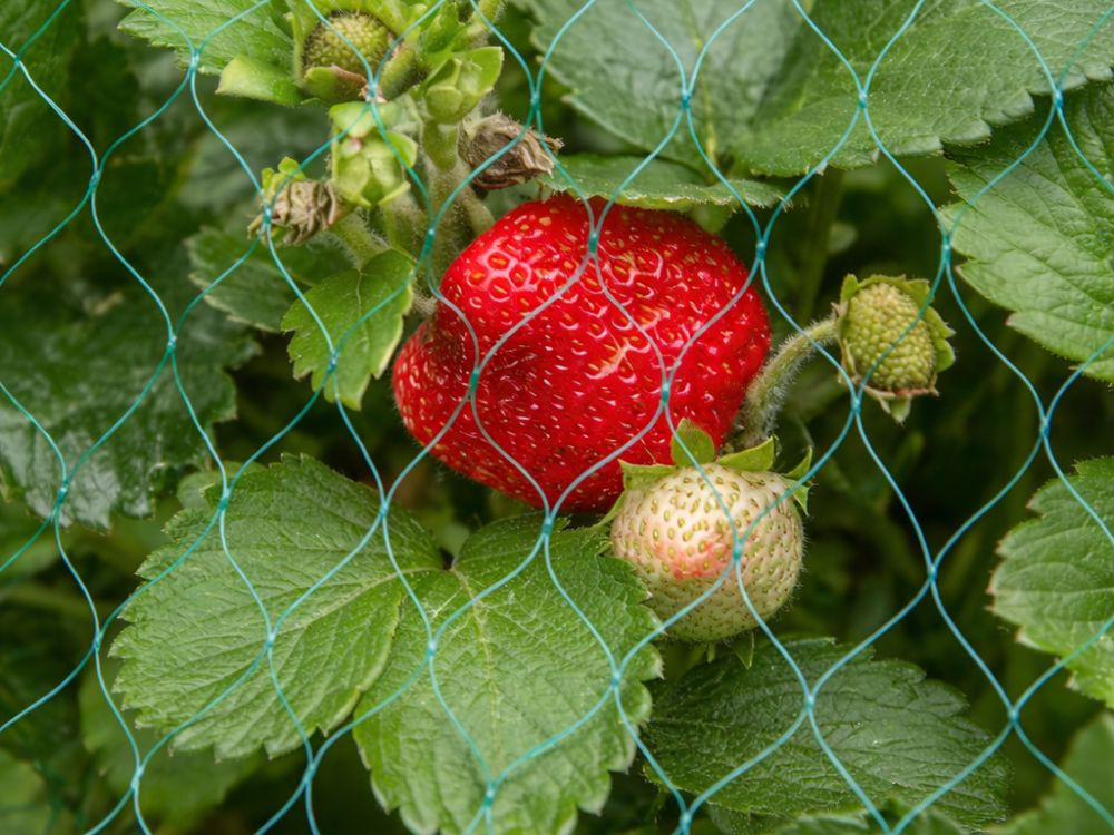 Plasă pentru păsări – plasă de protecție 2x10m pentru grădini, copaci și pomi fructiferi – rezistentă [10]