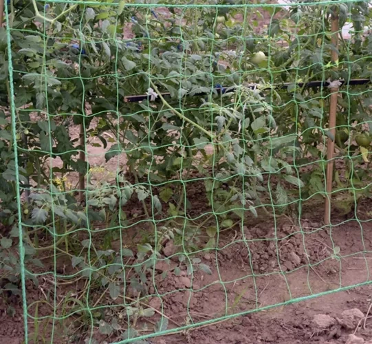 Plasă - suport pentru plante 2x10m [6]