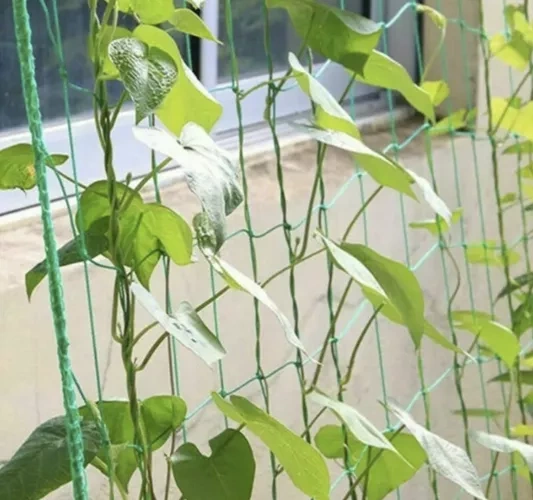 Plasă - suport pentru plante 2x10m [5]