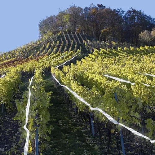 Spaimă pentru păsări - bandă de 45m [4]