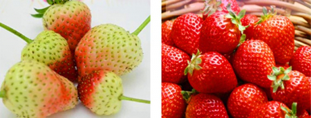 Lampă cu 200 LED-uri pentru creșterea plantelor [20]