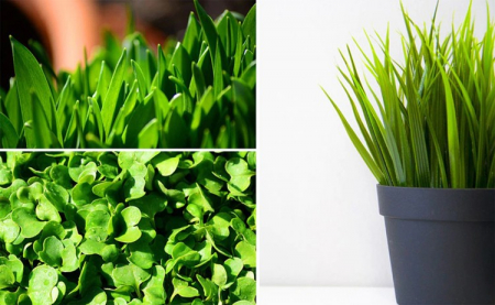 Lampă cu 200 LED-uri pentru creșterea plantelor [21]