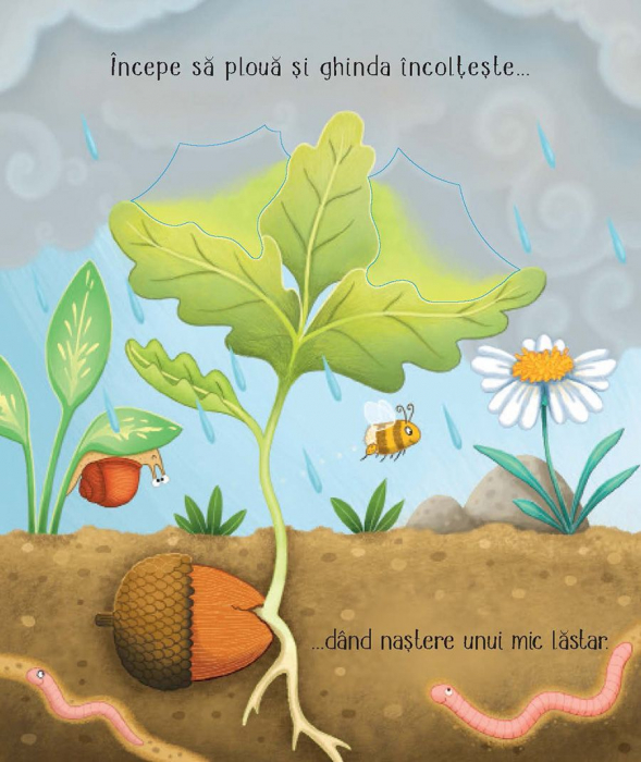 Cicluri de viata. Copacelul Usborne Books, 3 ani+ [2]