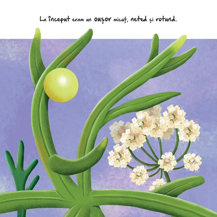 Micuta omida Suzanne Fossey, Gisela Bohórquez, 3 ani+ [2]