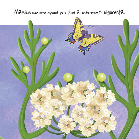 Micuta omida Suzanne Fossey, Gisela Bohórquez, 3 ani+ [2]