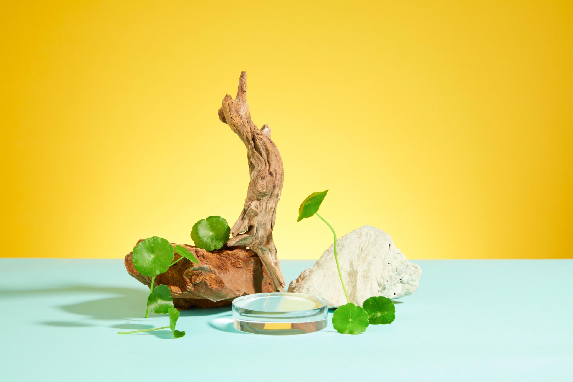 Centella asiatica - beneficii, utilizari si efecte ale plantei gotu kola