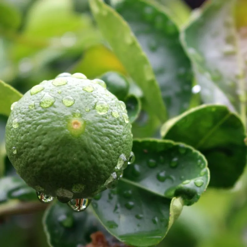 Parfumuri Lumânări - Parfum  Lumanari Bergamot Rain