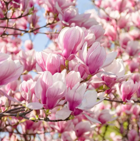 Materie Primă fabricarea Lumânărilor - Parfum  Lumanari  Magnolia