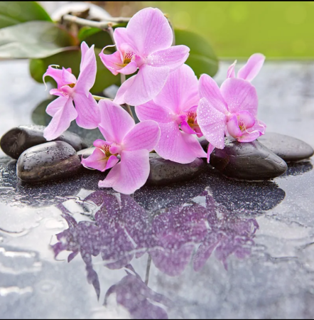 Parfumuri Lumânări - Parfum  Lumanari  Orchid