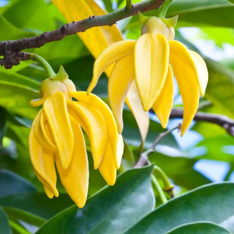 Materie Primă fabricarea Lumânărilor - Parfum Lumanari sau Sapun Ylang Ylang