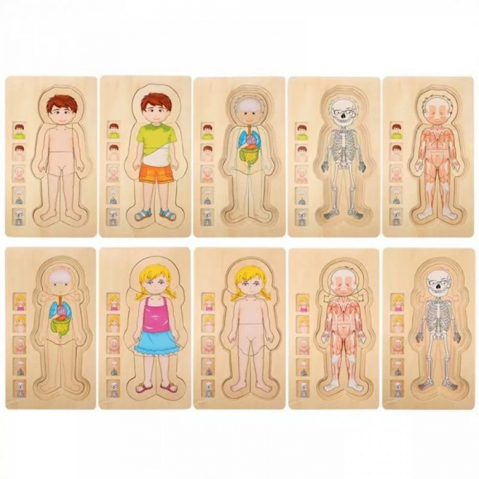 Puzzle Lemn Incastru - Anatomie a Corpului Uman, Baietel, WD 9530-A [4]