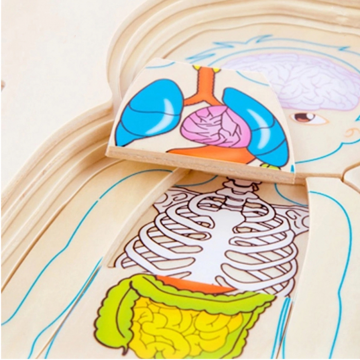 Puzzle Lemn Incastru - Anatomie a Corpului Uman, Baietel, WD 9530-A [2]