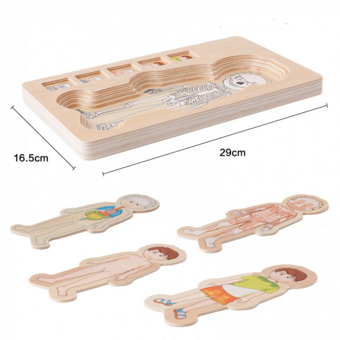 Puzzle Lemn Incastru - Anatomie a Corpului Uman, Baietel, WD 9530-A [3]