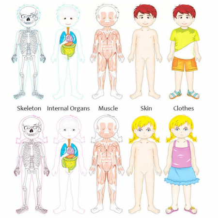 Puzzle Lemn Incastru - Anatomie a Corpului Uman, Baietel, WD 9530-A [5]