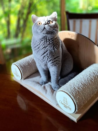 PENTRU PISICI - CANAPEA PISICI, OUTSTANDING CATS