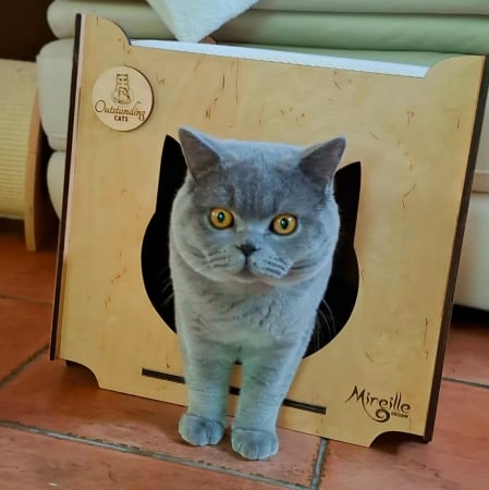 PENTRU PISICI - Taburet Outstanding Cats