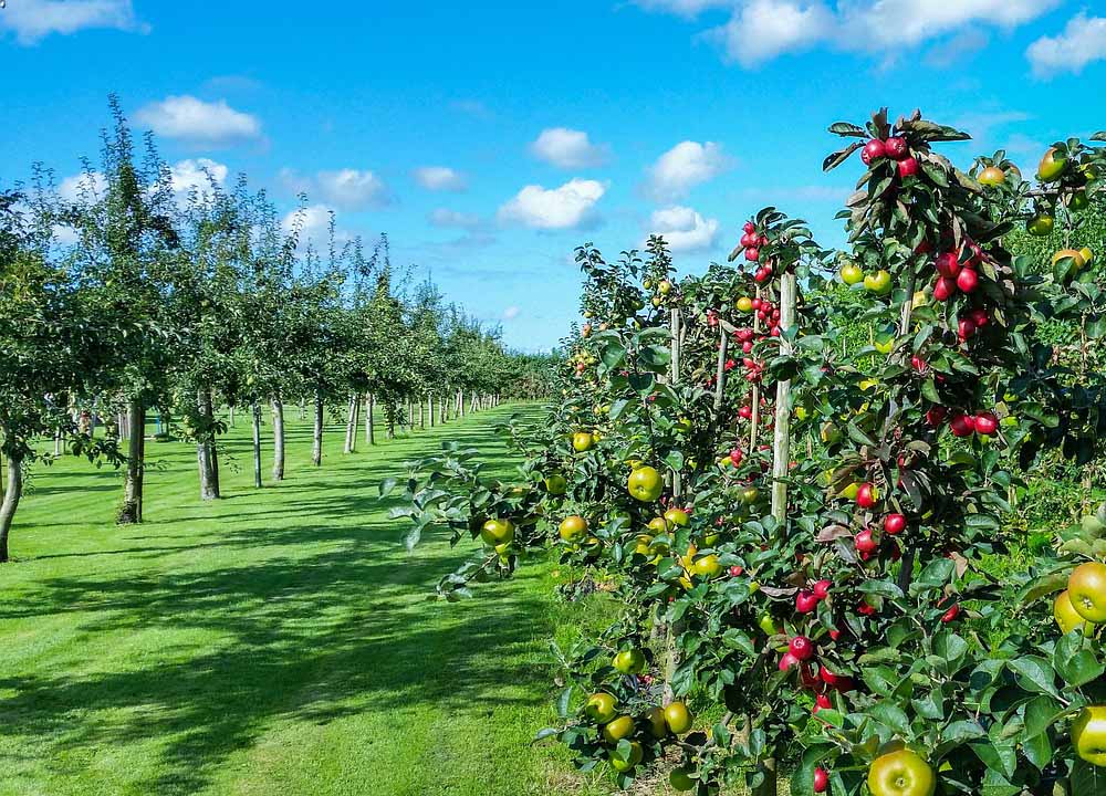 Plantarea pomilor fructiferi primavara