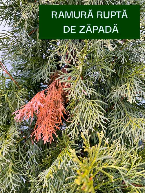 Ramuri de tuia uscate din cauza ca au fost rupte de zapada.