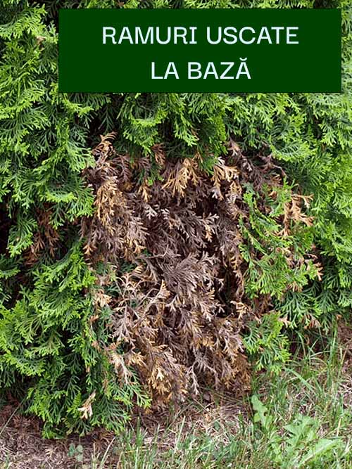Ramuri uscate la tuia la baza copacului din cauza animalelor care isi macheaza teritoriul
