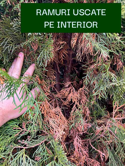 Ramuri de tuia uscate la interior din cauza lipsei luminii 