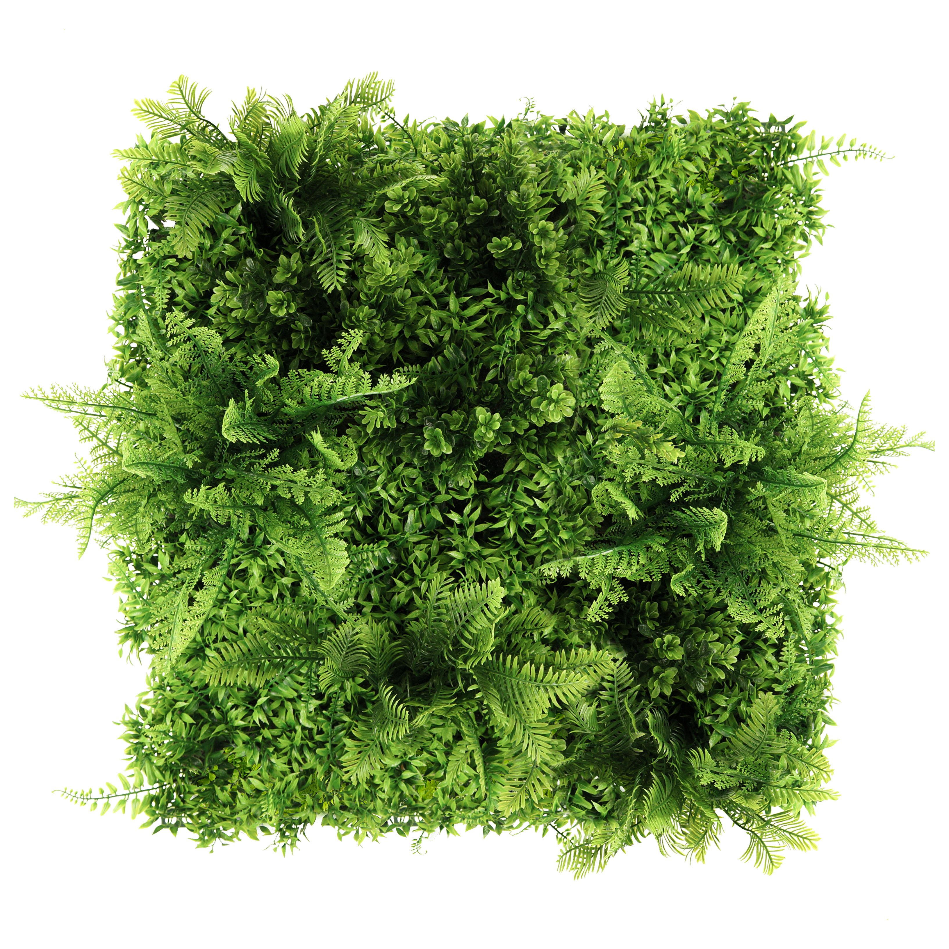 Panouri pe covoras Premium - Green Wall Brusznica 50x50cm