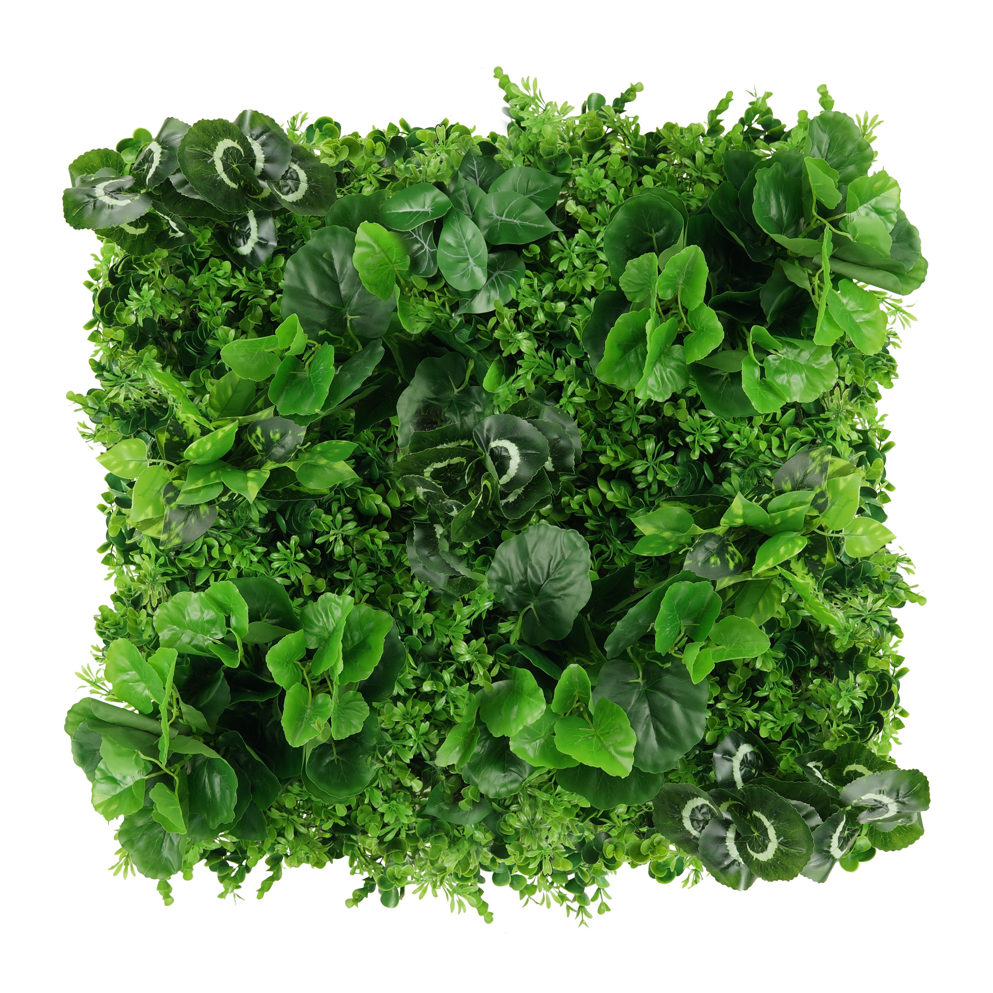 Panouri pe covoras Premium - Green Wall Nasturcja 50x50cm