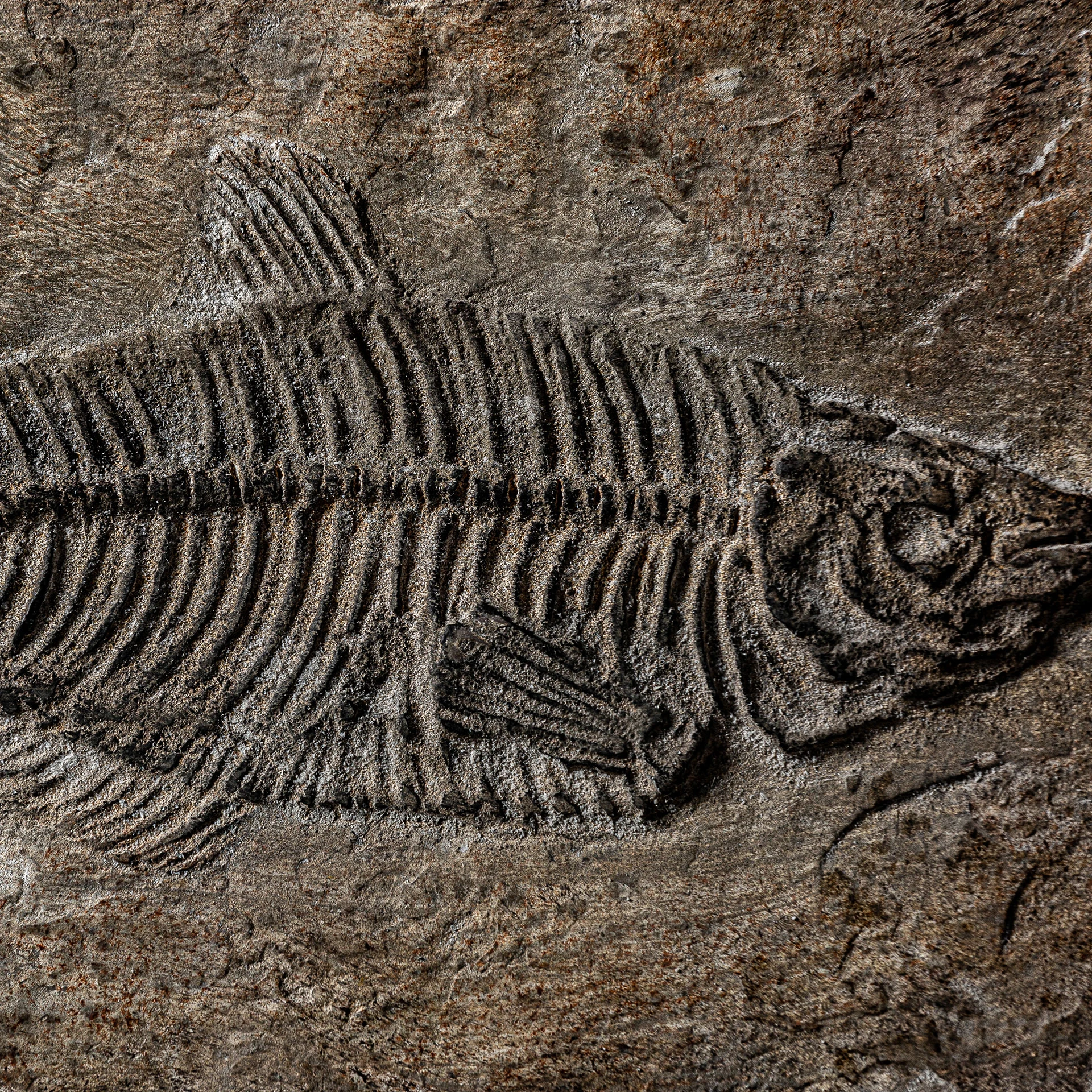 CUTIE VicalHome 23236 [17]