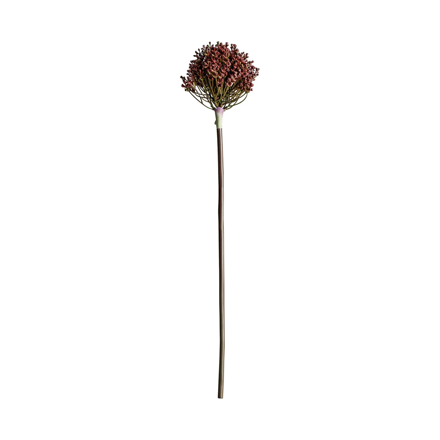 PLANTA ALLIUM VicalHome 26346 [8]