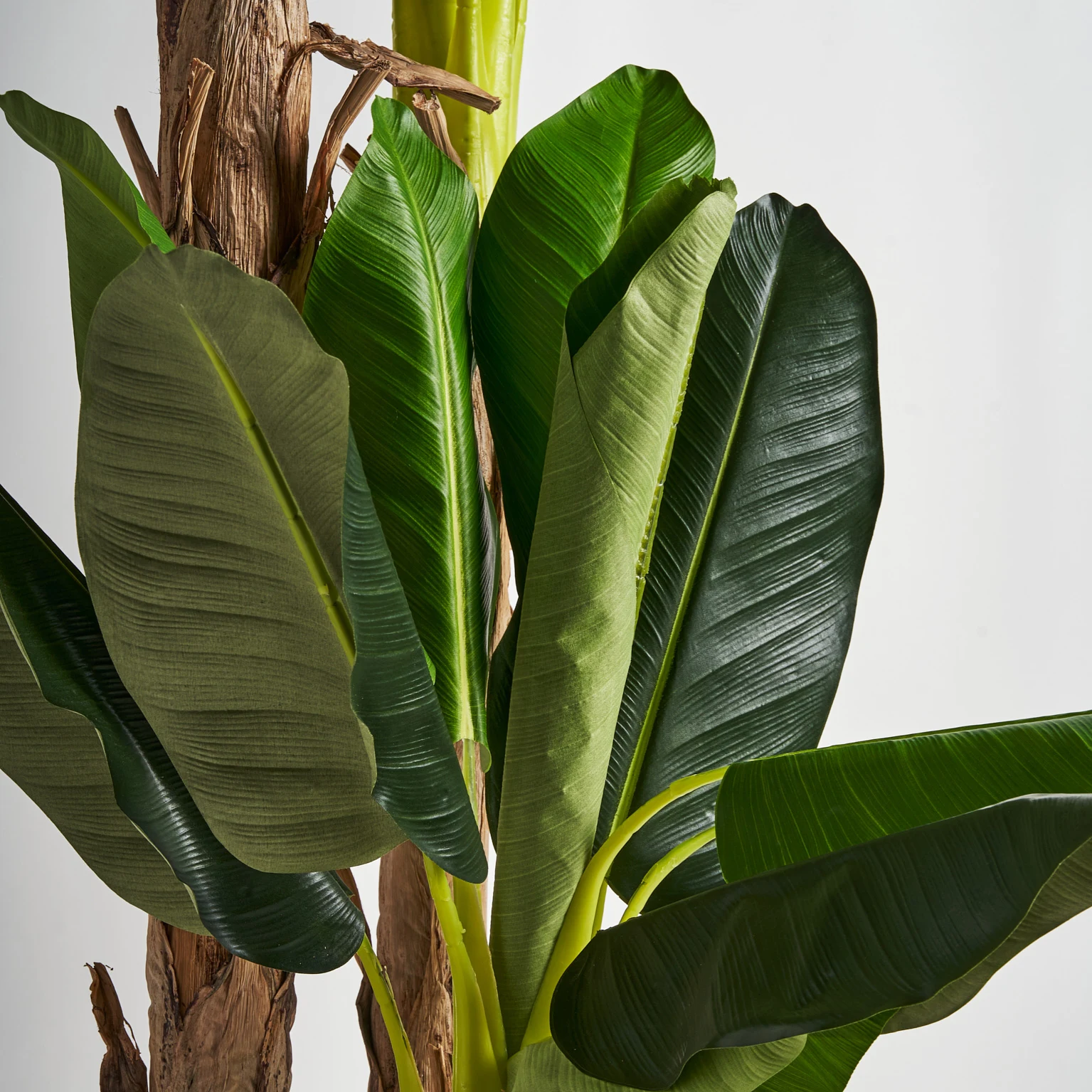 PLANTA DE BANAN VicalHome 27323 [21]