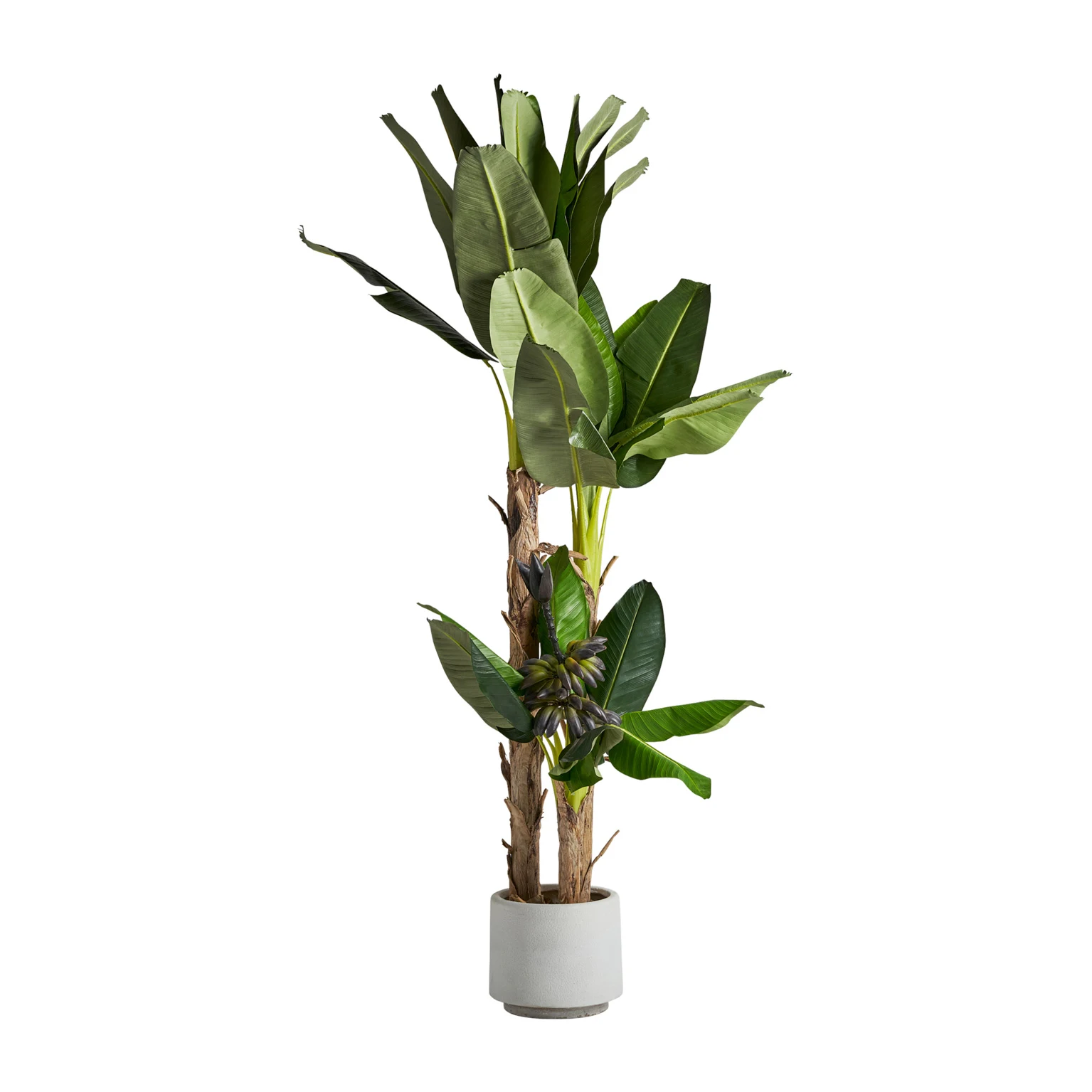 PLANTA DE BANAN VicalHome 27323 [2]