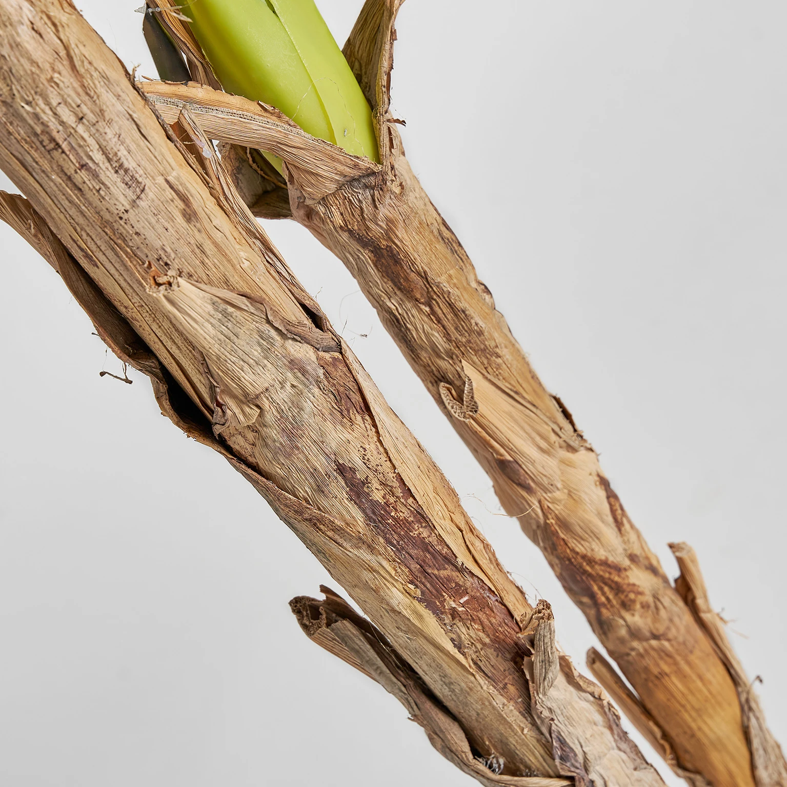 PLANTA DE BANANIER VicalHome 22683 [8]