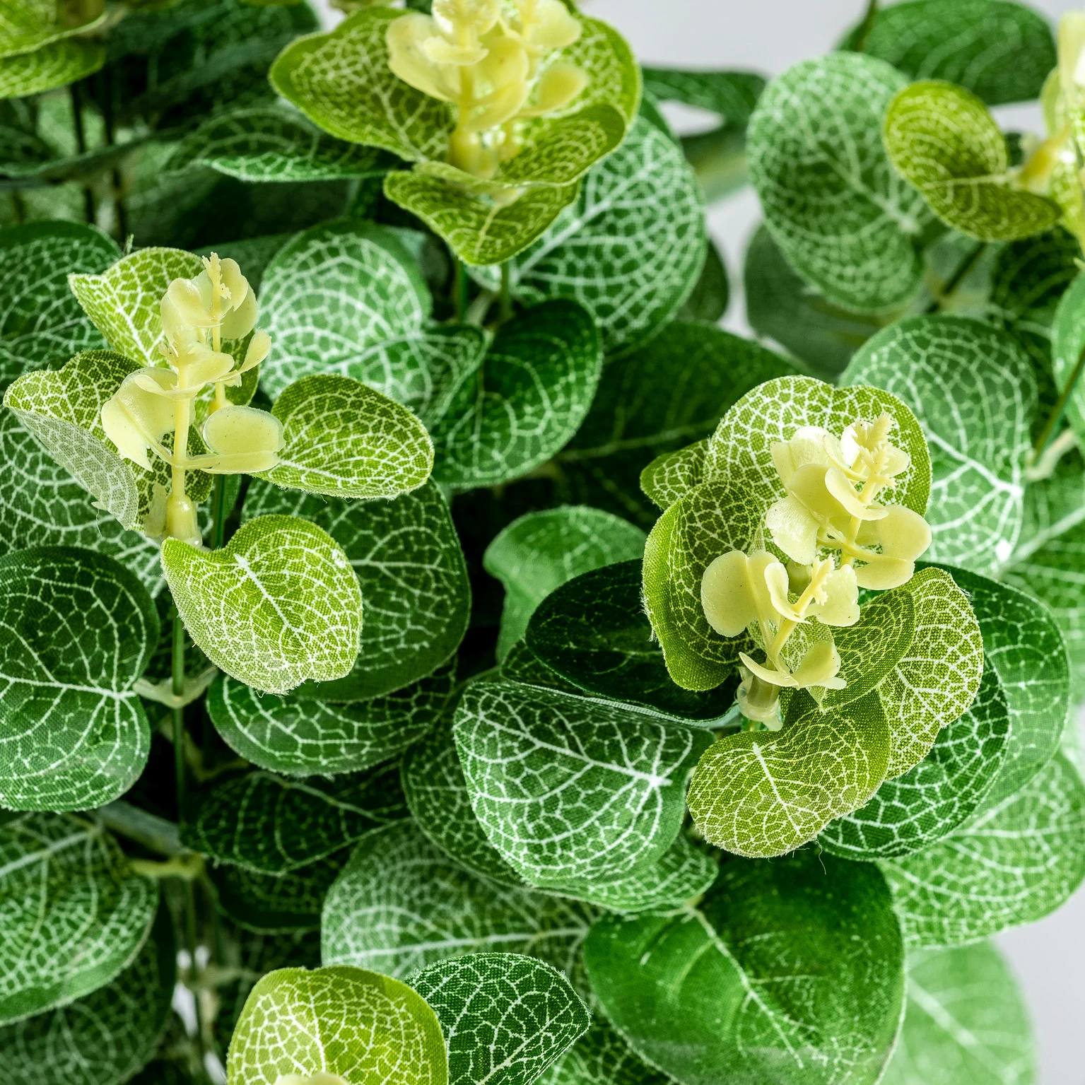 Planta de eucalipt VicalHome 26356 [7]