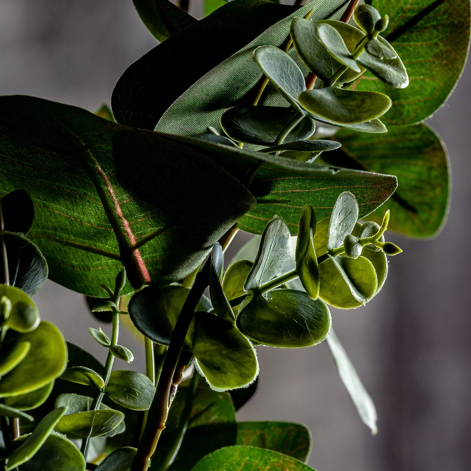 Planta de eucalipt VicalHome 26356 [13]