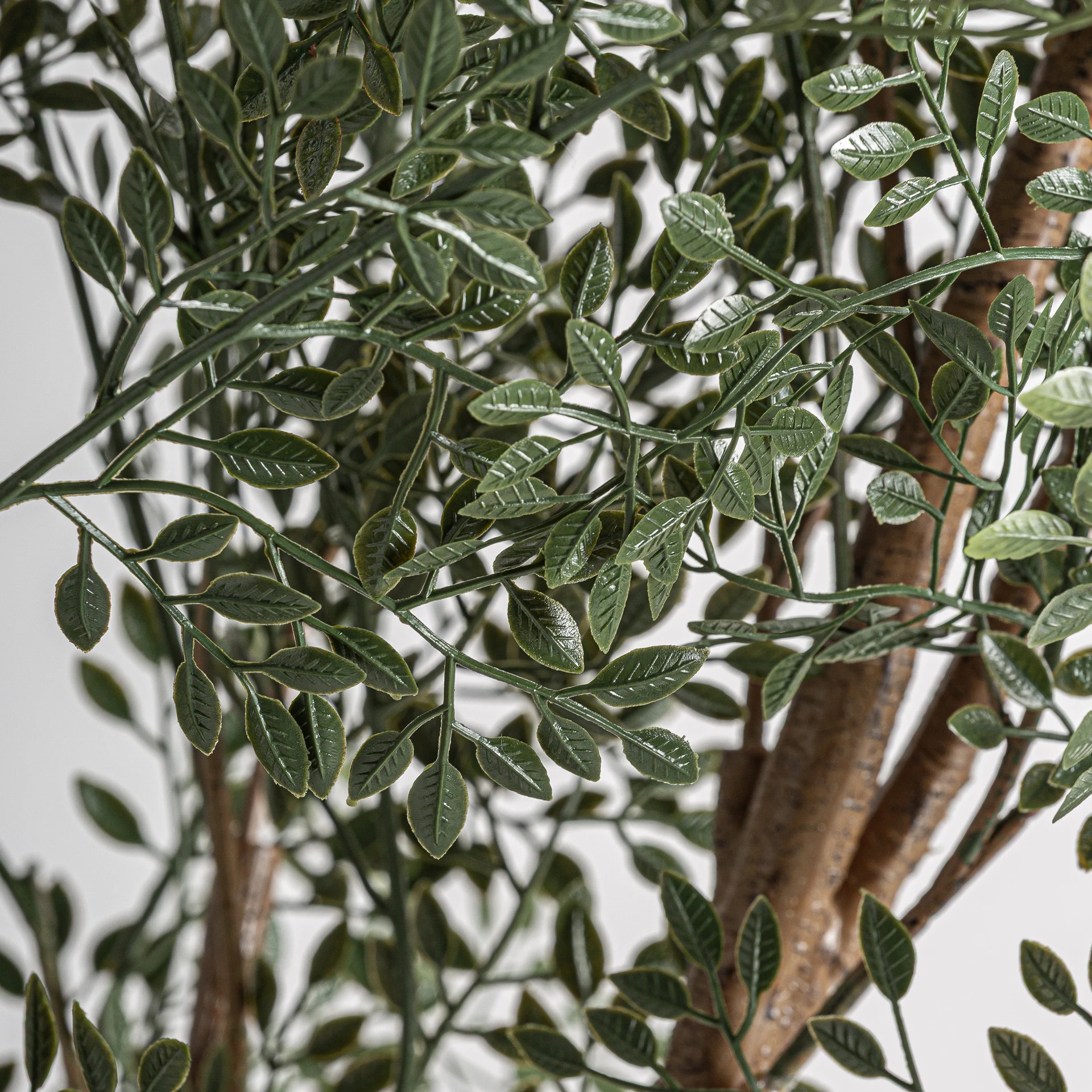 Planta de eucalipt VicalHome 37734 [2]