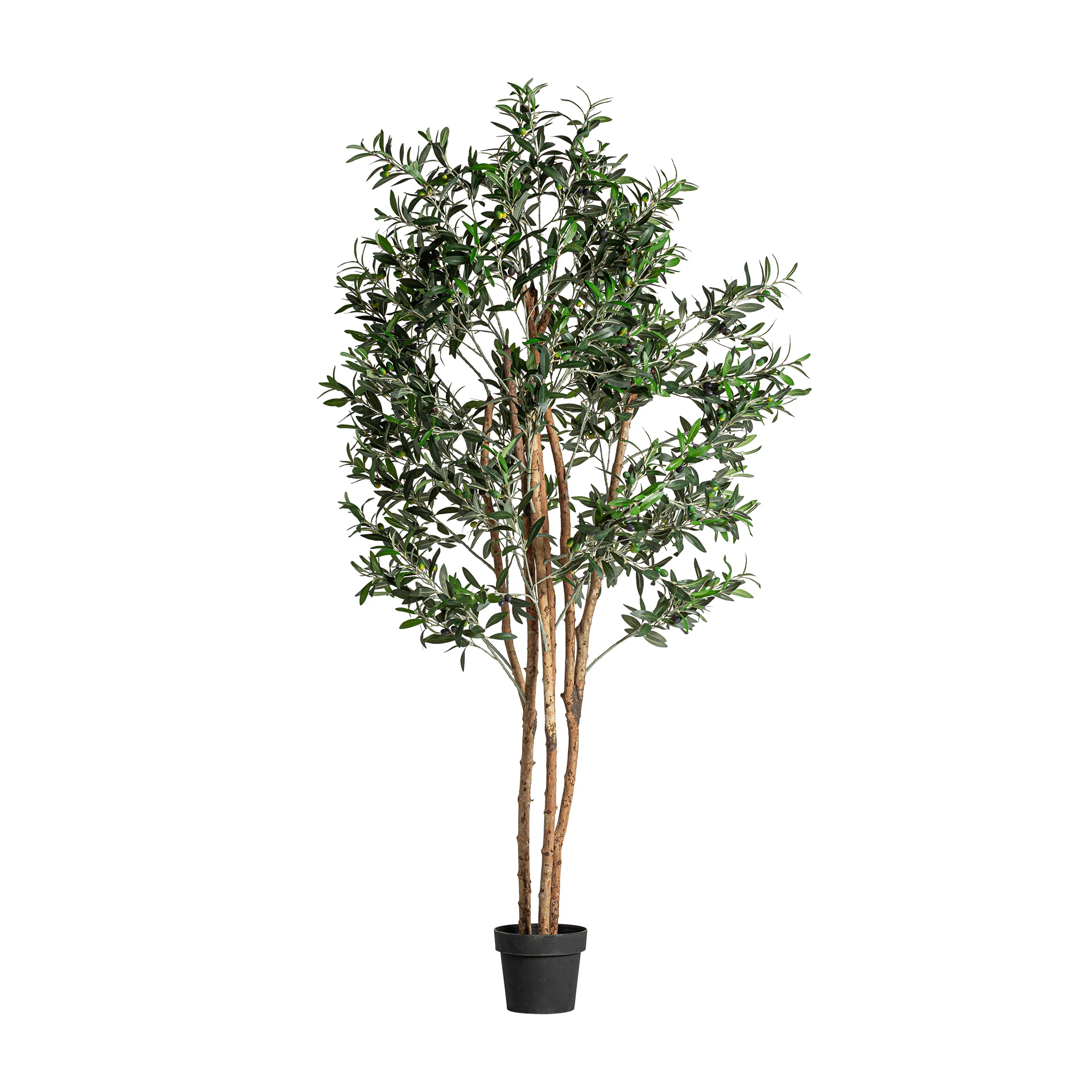 PLANTA DE MASLIN VicalHome 22691 [2]