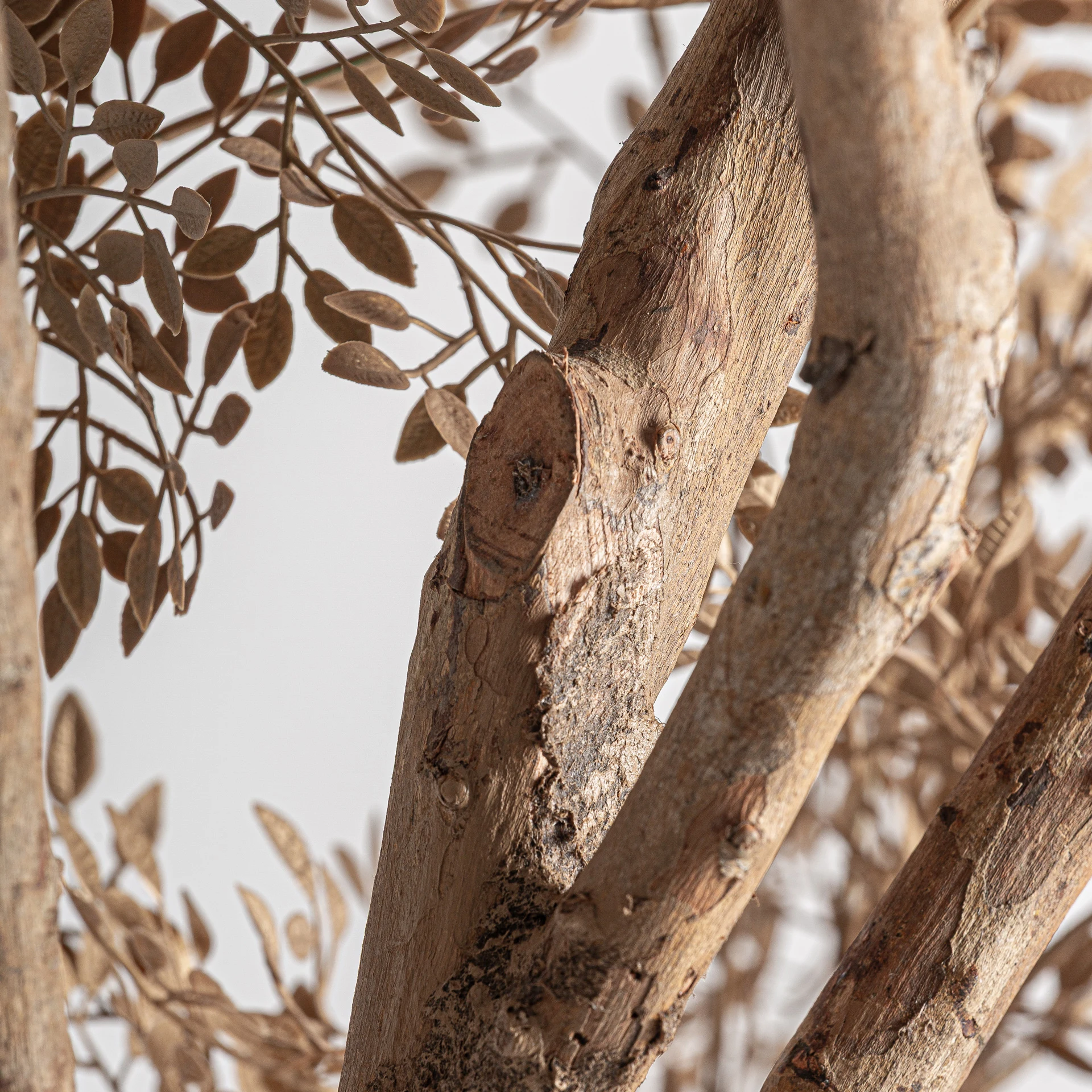 PLANTA DE MASLIN VicalHome 37736 [3]