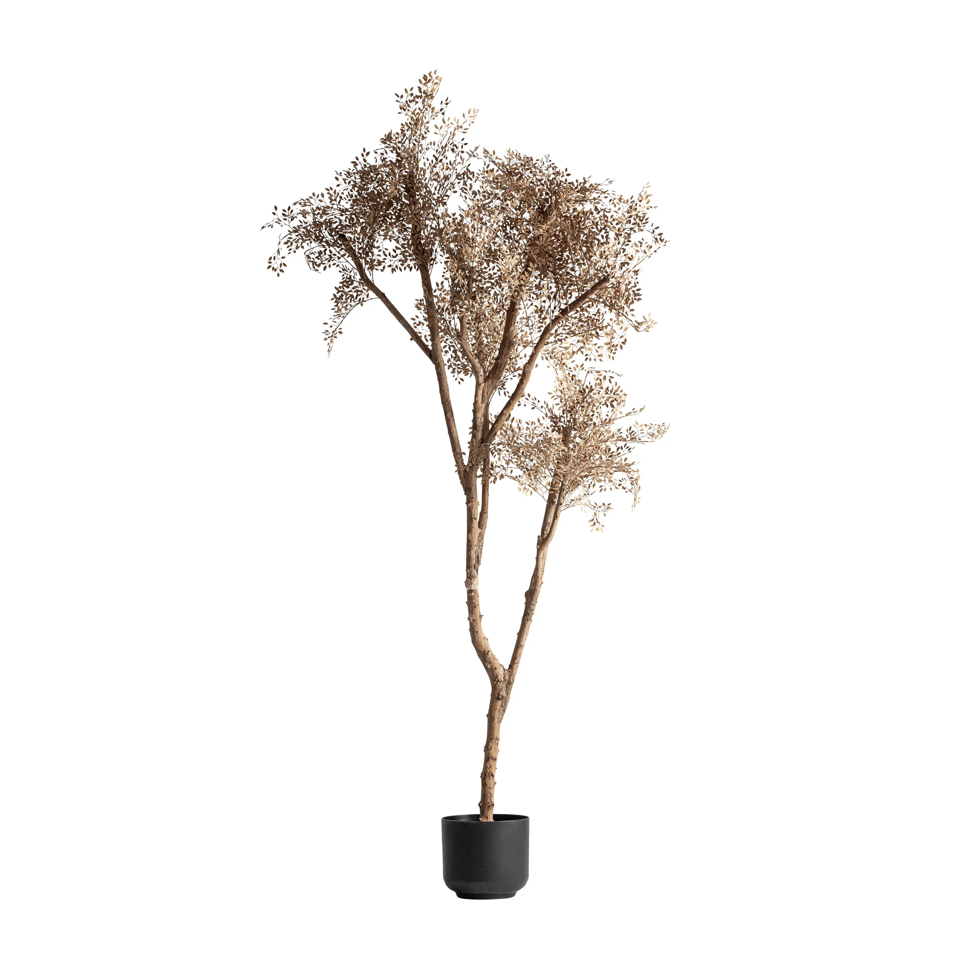 PLANTA DE MASLIN VicalHome 37736 [2]